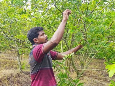 ৫০ হাজার টাকা বিনিয়োগ করে ৩ লাখ টাকার আতা বিক্রি