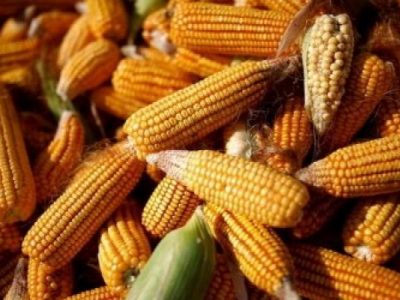 বেড়েছে ভুট্টা আমদানি
