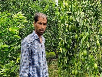 প্রবাস থেকে ফিরে মালটা চাষ, সফল উদ্যোক্তা হানিফ