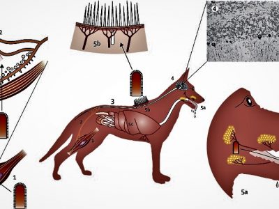 বিশ্ব জলাতঙ্ক দিবস