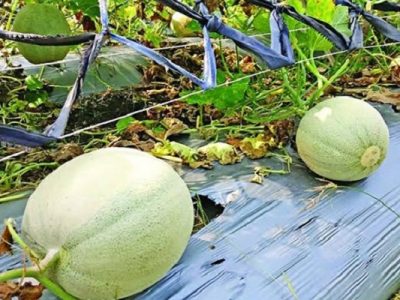বিদেশি ফলচাষি প্রকৌশলী ফয়সালের বার্ষিক আয় ১৩ লাখ টাকা