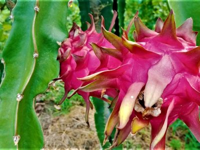 ড্রাগন ফল