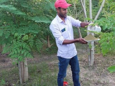 বিদেশে রপ্তানি হচ্ছে নবদ্বীপ মল্লিক সজনেপাতার গুঁড়ো