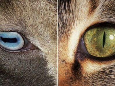eyes