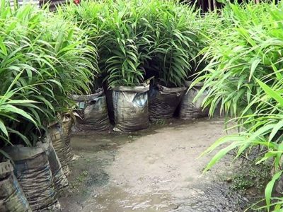 বস্তায় আদা চাষ